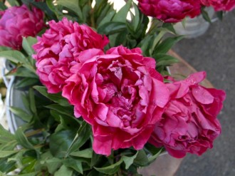 Red%20Peonies%20Offered%20at%20Market