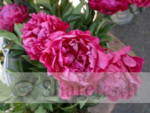 Red%20Peonies%20Offered%20at%20Market