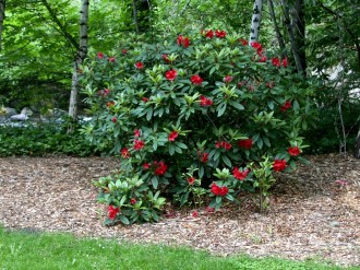 Red Rhodies Bloom in the Park
