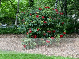 Red Rhodies Bloom in the Park