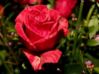 Natural%20Beauty%20of%20a%20Red%20Rose