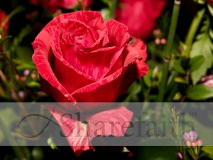 Natural%20Beauty%20of%20a%20Red%20Rose