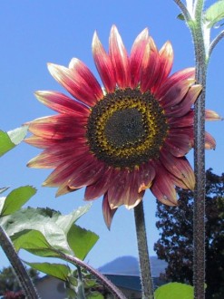 Red Sunflower in Full Bloom