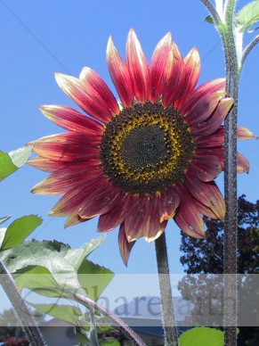 Red%20Sunflower%20in%20Full%20Bloom
