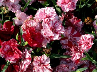 Carnation%20Altar%20Flowers