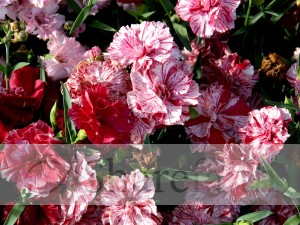 Carnation%20Altar%20Flowers