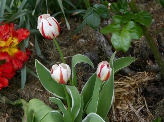 Red%20and%20White%20Tulips%20in%20the%20Garden