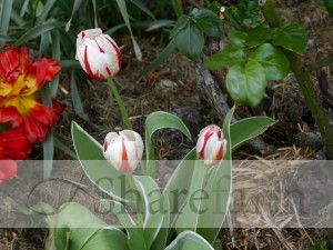 Red%20and%20White%20Tulips%20in%20the%20Garden