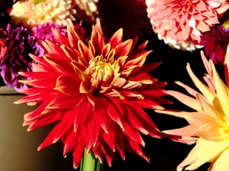 Bright Zinnias from the Market