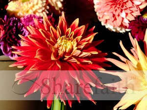 Bright%20Zinnias%20from%20the%20Market