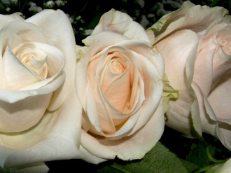 White%20Rose%20Blossoms%20Laid%20Flat
