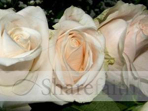White%20Rose%20Blossoms%20Laid%20Flat