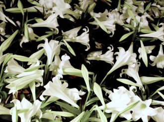 Collection%20of%20White%20Lilies