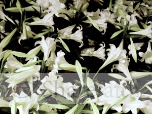 Collection%20of%20White%20Lilies