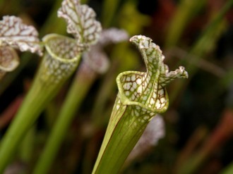 White%20Trumpet%20Pitcher%20Plant%20Close%20Up