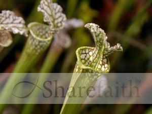 White%20Trumpet%20Pitcher%20Plant%20Close%20Up