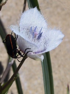 Bug%20Lands%20on%20Purple%20Wildflower