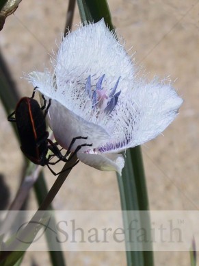 Bug%20Lands%20on%20Purple%20Wildflower