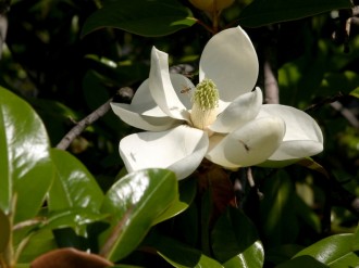 Magnolia Flower