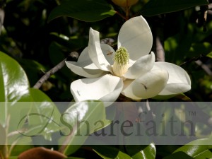 Magnolia%20Flower