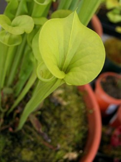 Potted%20Green%20Trumpet%20Plant