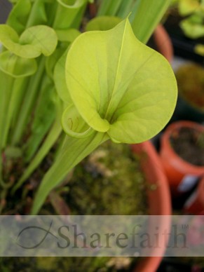 Potted%20Green%20Trumpet%20Plant