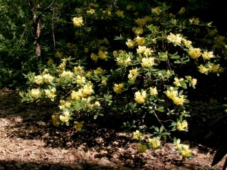 Yellow Rhodies in the Park