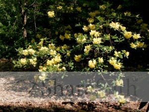 Yellow Rhodies in the Park