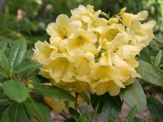Yellow Spring Blossoms