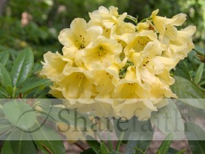 Yellow Spring Blossoms