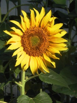 Sunlight Falls on Sunflower