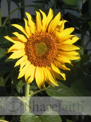 Sunlight%20Falls%20on%20Sunflower