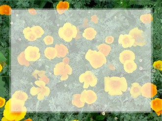 Yellow%20Wildflowers%20Fill%20the%20Frame