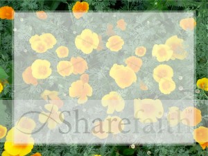 Yellow Wildflowers Fill the Frame