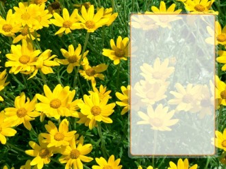 Field%20of%20Daisies%20with%20Title%20Block