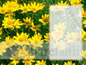 Field of Daisies with Title Block