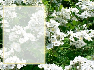 Sunny%20White%20Flowers%20with%20Text%20Area