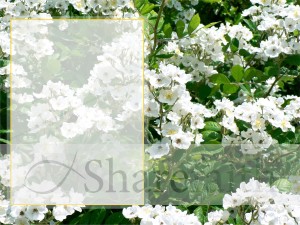 Sunny White Flowers with Text Area