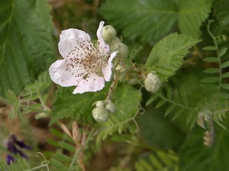 Blackberry Flower