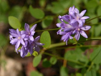 Blue Brodea Flowers