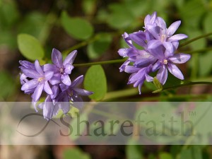 Blue Brodea Flowers