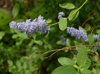 Blue Deerbrush Flowers