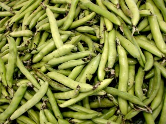Fava%20Beans