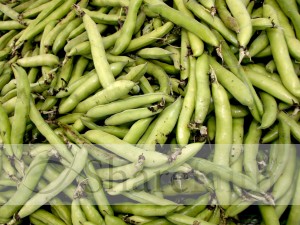 Fava%20Beans