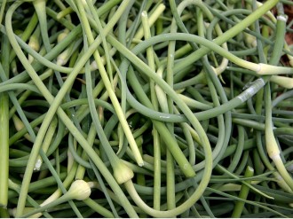 Garlic Shoots