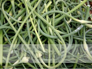 Garlic%20Shoots