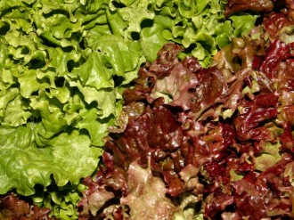 Green and Red Lettuce