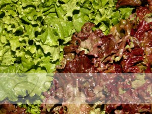 Green%20and%20Red%20Lettuce