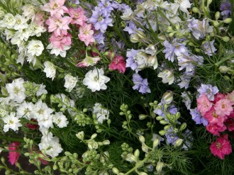 Multicolored%20Flowers%20on%20bush