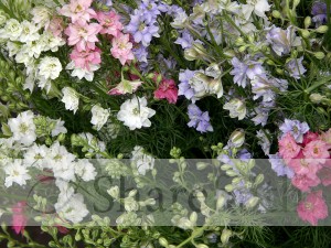 Multicolored Flowers on bush